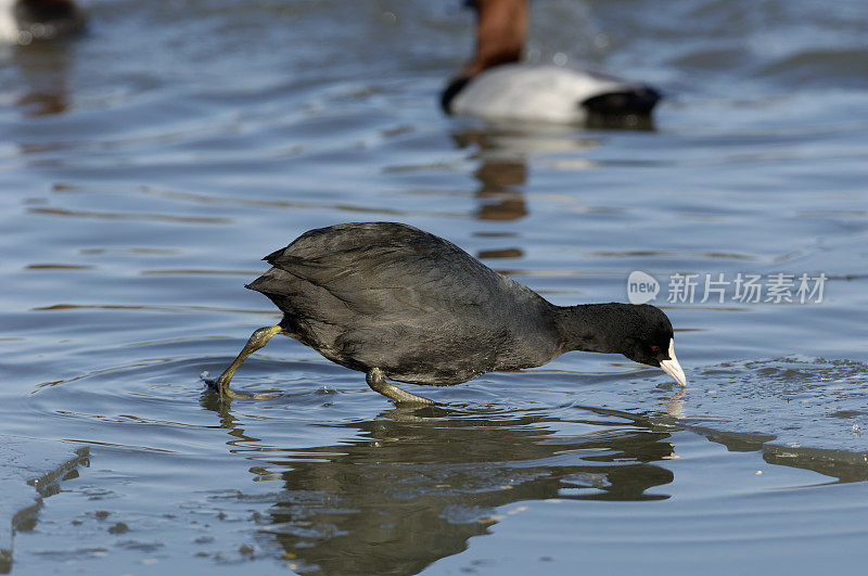 冬天的白骨顶(Fulica atra)